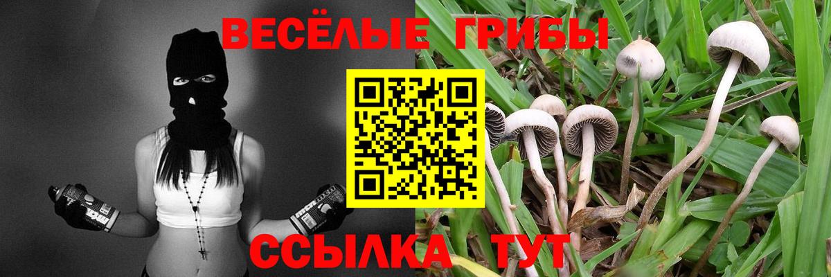 Галлюциногенные грибы мицелий  Вход с VPN  Галлюциногенные грибы Psilocybe  Котовск 